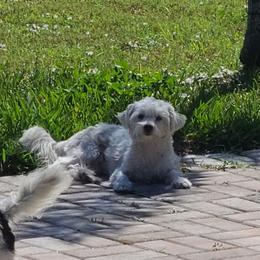 Mini - White female Morkie puppy in Loxahatchee, Florida from Cristy's Morkies