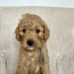 Gray - Cream male Goldendoodle puppy in New Britain, Connecticut from Goldendoodles Stars LLC