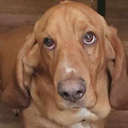 Basset Hounds from Boss Farms