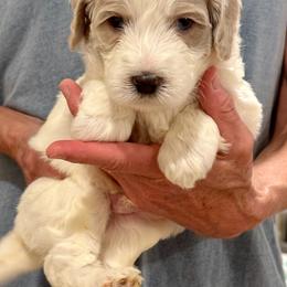 Red Boy - Parchment male Australian Labradoodle puppy in Bend, Oregon from High Desert Labradoodles