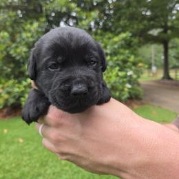 Larry - Black male Labrador Retriever puppy in Gaffney, South Carolina from Circle D Farms