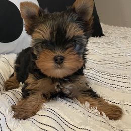 Biewer Terrier, Chinese Crested, and Yorkshire Terrier Puppies from FronkLinn Kennel