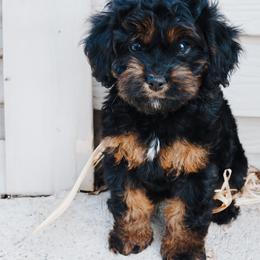 Cavapoo Puppies from Panda Puppies