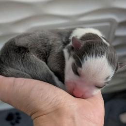 Pup No. 3 - Blue male Pomsky puppy in Hurleyville, New York from My Crazy Pomskys