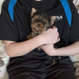 Wilson - Blue and gold male Yorkshire Terrier puppy in Kendallville, Indiana from Yorkies Kisses