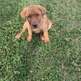 Labrador Retriever Puppies from Fire & Ice Labradors