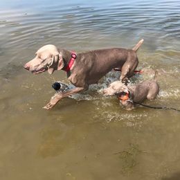 Weimaraner Puppies from Platinum Weimaraners