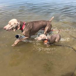 Weimaraner Puppies from Platinum Weimaraners