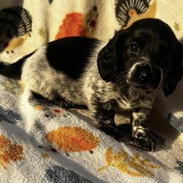 Dachshund Puppies from Signature Sloan - Long Hair Dachshunds
