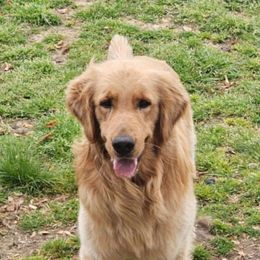 Rubble - Golden Retriever