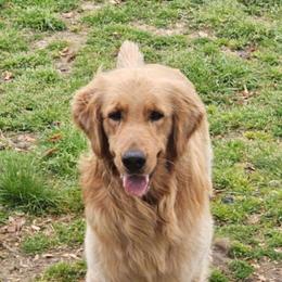 Rubble - Golden Retriever