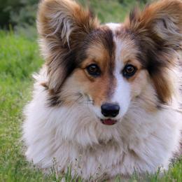 American Corgis and Pembroke Welsh Corgis from Barton Farms Corgis