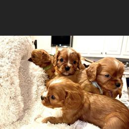 Cavalier King Charles Spaniel and Cavapoo Puppies from Texas Cavalier King Charles Spaniels Manard Enterprises