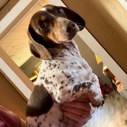Biscuit - Piebald male Dachshund puppy in Turtletown, Tennessee from Stachia’s C4 Dachshunds