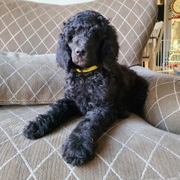 Poodle Puppies from Hickory Hills Poodles