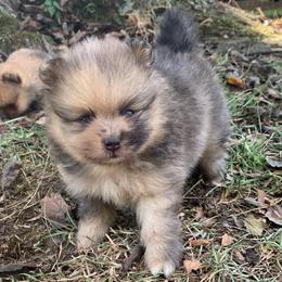 Chocolate sable Merle - Chocolate merle male Pomeranian puppy in Gadsden, Alabama from Rich Cat’s