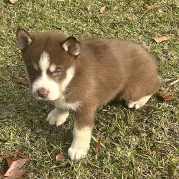 Thor - Brown and white male Siberian Husky puppy in Summerville, South Carolina from Carolina Husky Lodge