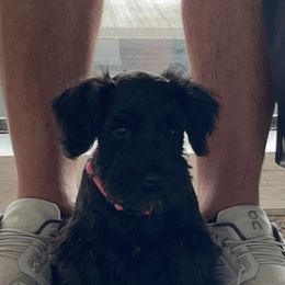 Miniature Schnauzer Puppies from Black Gold Miniature Schnauzers