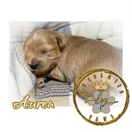 Auren - Wheaten female Miniature Schnauzer puppy in Dorr, Michigan from Enchanted Paws