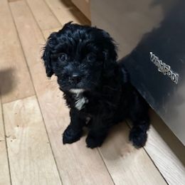 Daisy - Black female Cavapoo puppy in St. Louis, Missouri from Sweet Snuggles Cavapoos