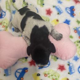 Purple collar 1 - Black roan female German Shorthaired Pointer puppy in Hardeman County, Tennessee from Howell Farm GSP