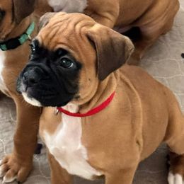Mr Red - Fawn male Boxer puppy in Palm Coast, Florida from Starlight Boxer Corner