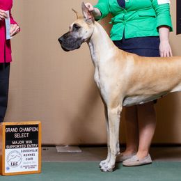 Great Danes from Strebor Great Danes