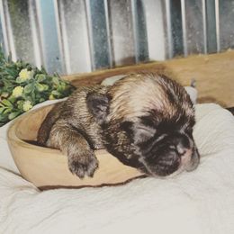 French Bulldog Puppies from Creekside
