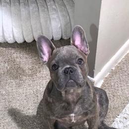 Belle - Blue female French Bulldog puppy in Stratford, New Jersey from Double Barrel Bullies