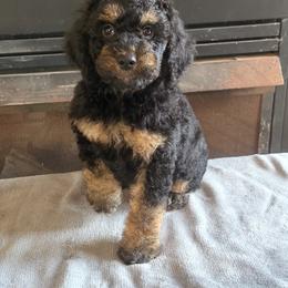 Baur - Black and tan male Cockapoo puppy in Connersville, Indiana from MoonShine Babies
