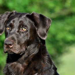 Dottie - Labrador Retriever