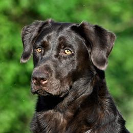 Dottie - Labrador Retriever