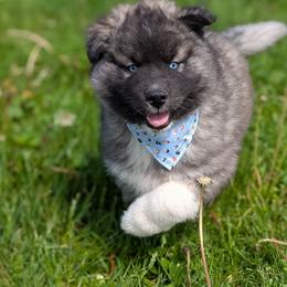 Kevin - Agouti and white Siberian Husky puppy in Coshocton, Ohio from Wyant Farms