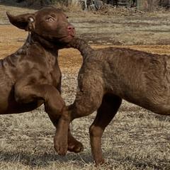 Chesapeake Bay Retriever Puppies from Troy Koster