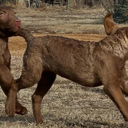 Chesapeake Bay Retriever Puppies from Troy Koster