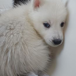 Pomsky Puppies from Peoria Pomskies