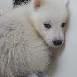 Pomsky Puppies from Peoria Pomskies