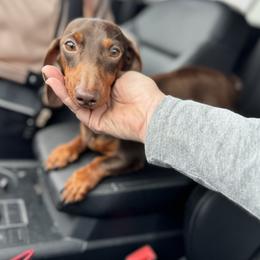 Roxie - Dachshund