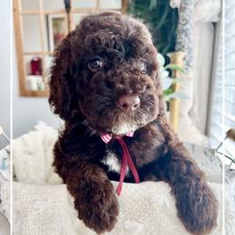 ELOISE - Chocolate female Goldendoodle puppy in Houston, Texas from Pia’s Doodle Poodle Wag