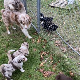 Aussiedoodle Puppies from Drew’s Aussies & Doodles
