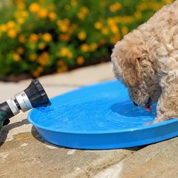 Double Doodle and Goldendoodle Puppies from Big Red Paw Doodles