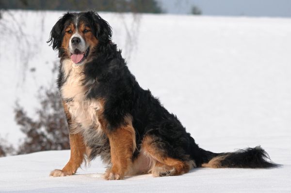 Find Golden Mountain Dog puppies for sale