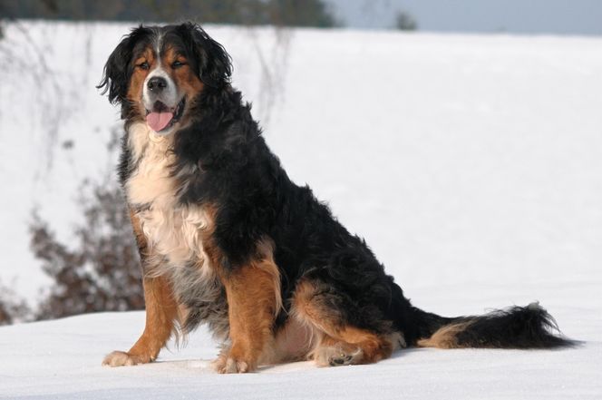 Golden Mountain Dog