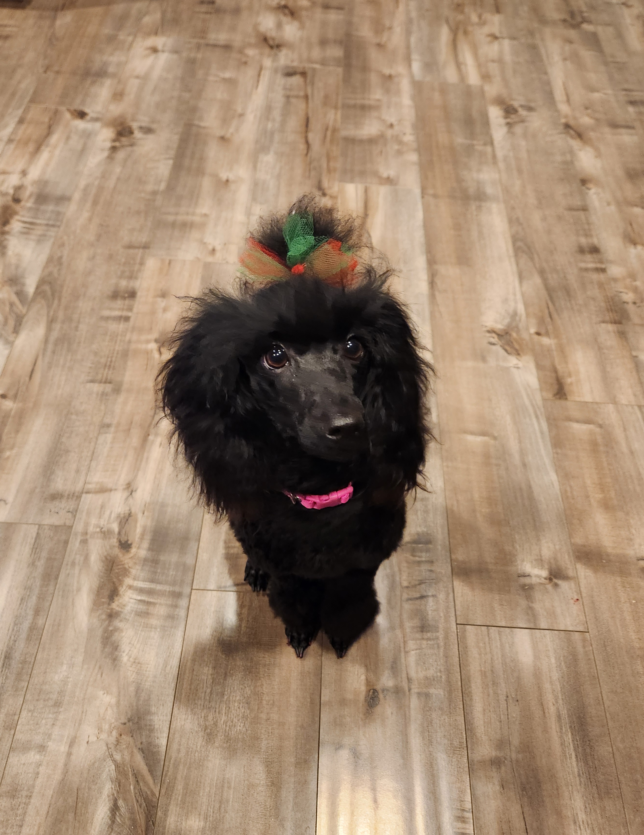 Lacey - Poodle