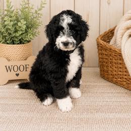 Bill - Tri-color male Bernedoodle puppy in Flagstaff, Arizona from Gunstock Doodles