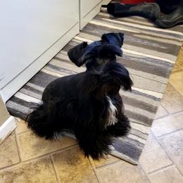 Brookie - Miniature Schnauzer