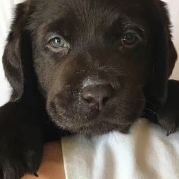 Labrador Retriever Puppies from Colindy Labradors