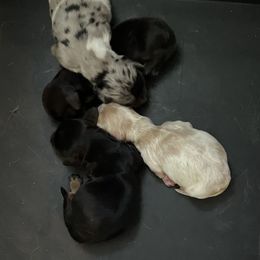 Dachshund Puppies from Puncheon Creek Dachshunds