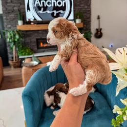 Bernedoodle, Cavapoo, Cavapoochon, Goldendoodle, Poodle, and Yorkipoo Puppies from Anchor Dogs
