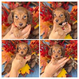 Pumpkin Chocolate Shaded Red 3300 - Red female Dachshund puppy in North Branch, Michigan from Monarch Miniature Dachshunds